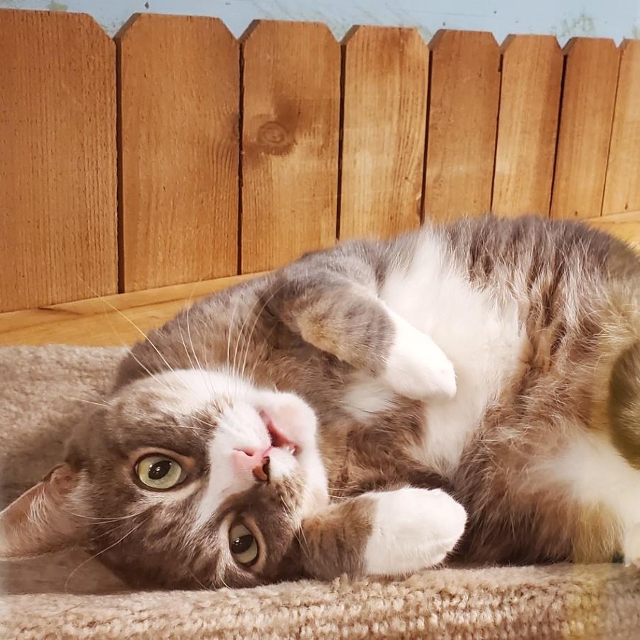 Shae Domestic Short Hair Cat