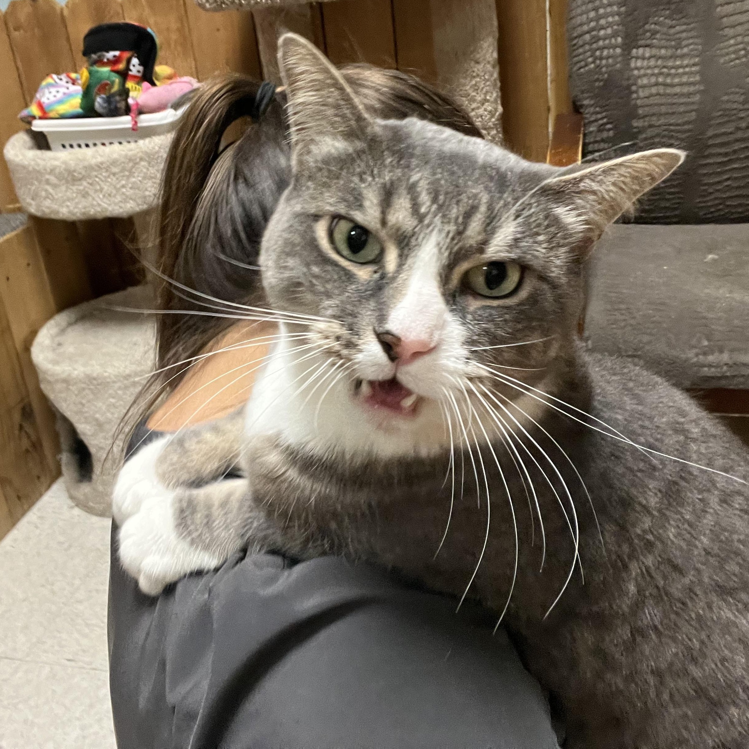 Shae Domestic Short Hair Cat