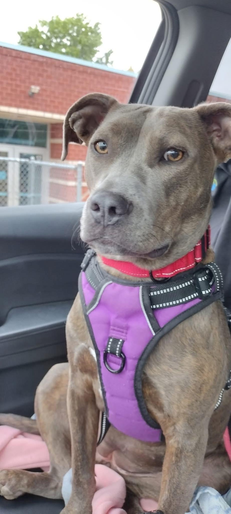 Enlarge Phoebe, a ADOPTABLE mixed breed in Souderton, PA image 4/4