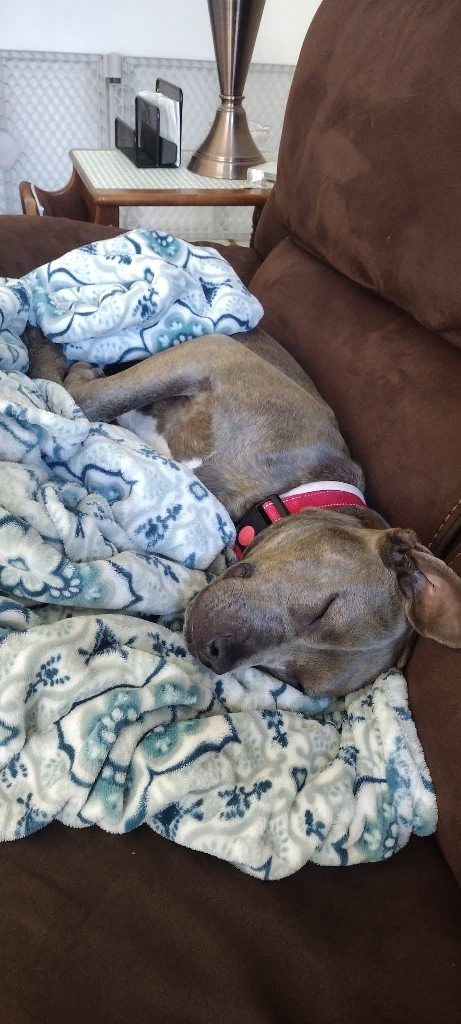 Enlarge Phoebe, a ADOPTABLE mixed breed in Souderton, PA image 3/4