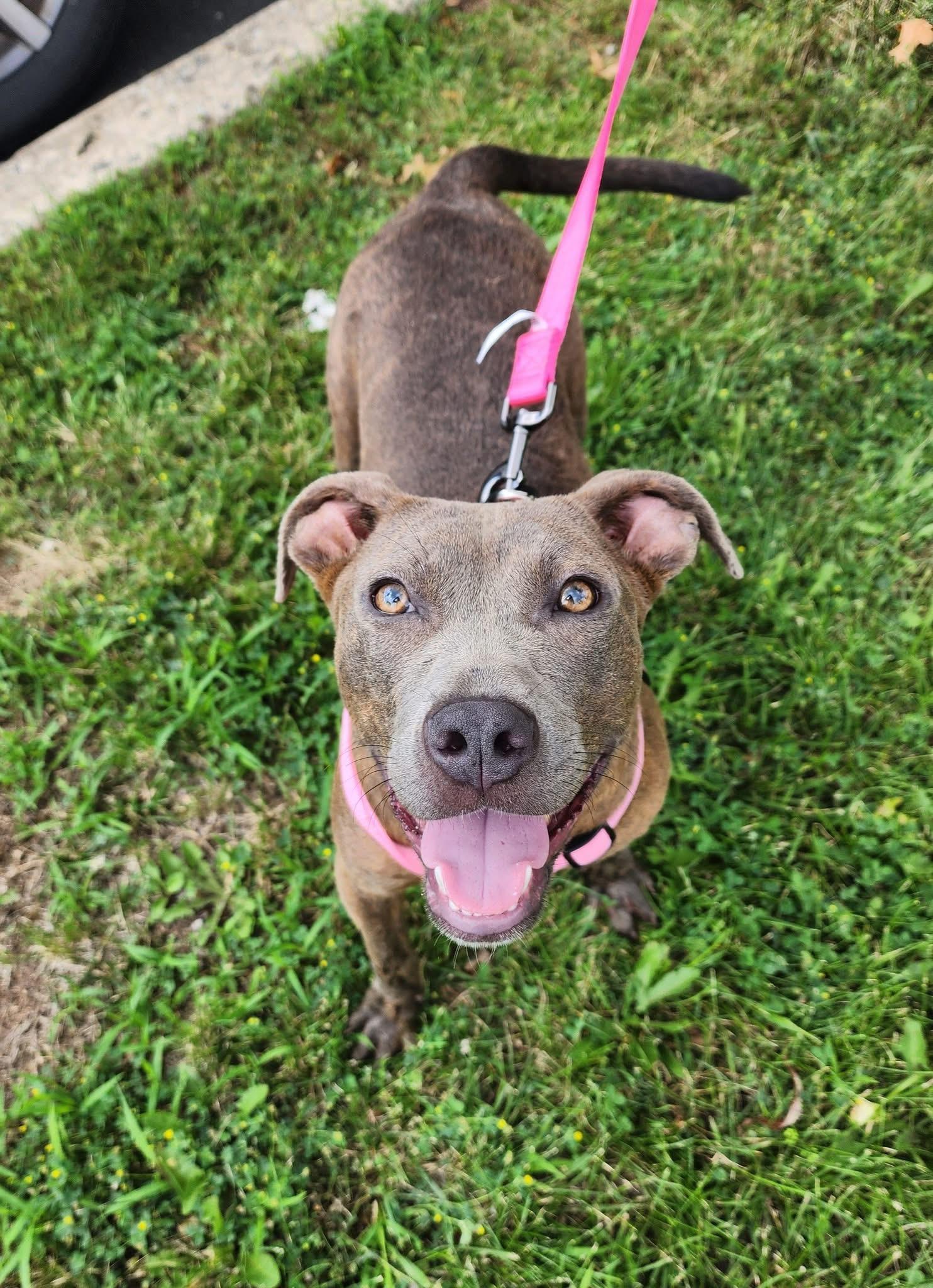 Enlarge Phoebe, a ADOPTABLE mixed breed in Souderton, PA image 1/4