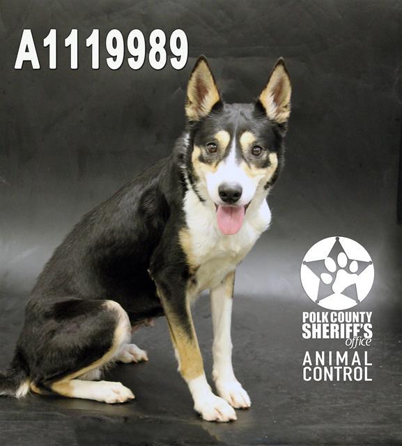 NOVA, Adoptable, Adult Female Siberian Husky & Mixed Breed.