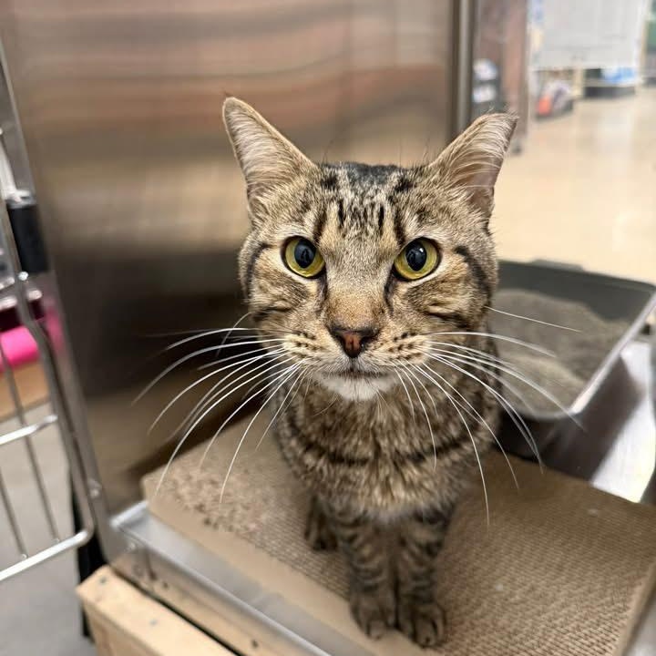 Enlarge Charlie Brown, a ADOPTABLE Domestic Short Hair in Chandler, AZ image 1/4