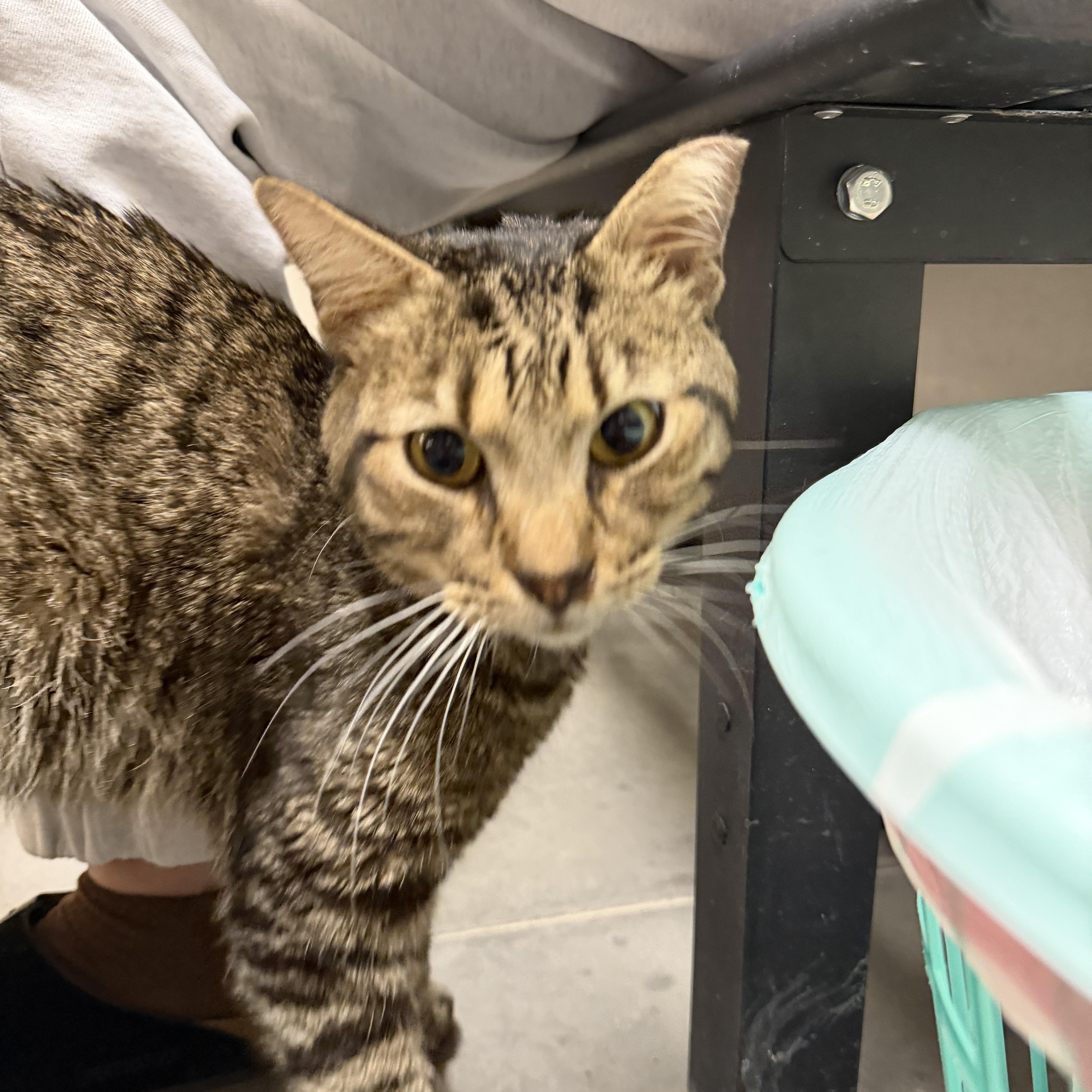 Enlarge Charlie Brown, a ADOPTABLE Domestic Short Hair in Chandler, AZ image 4/4