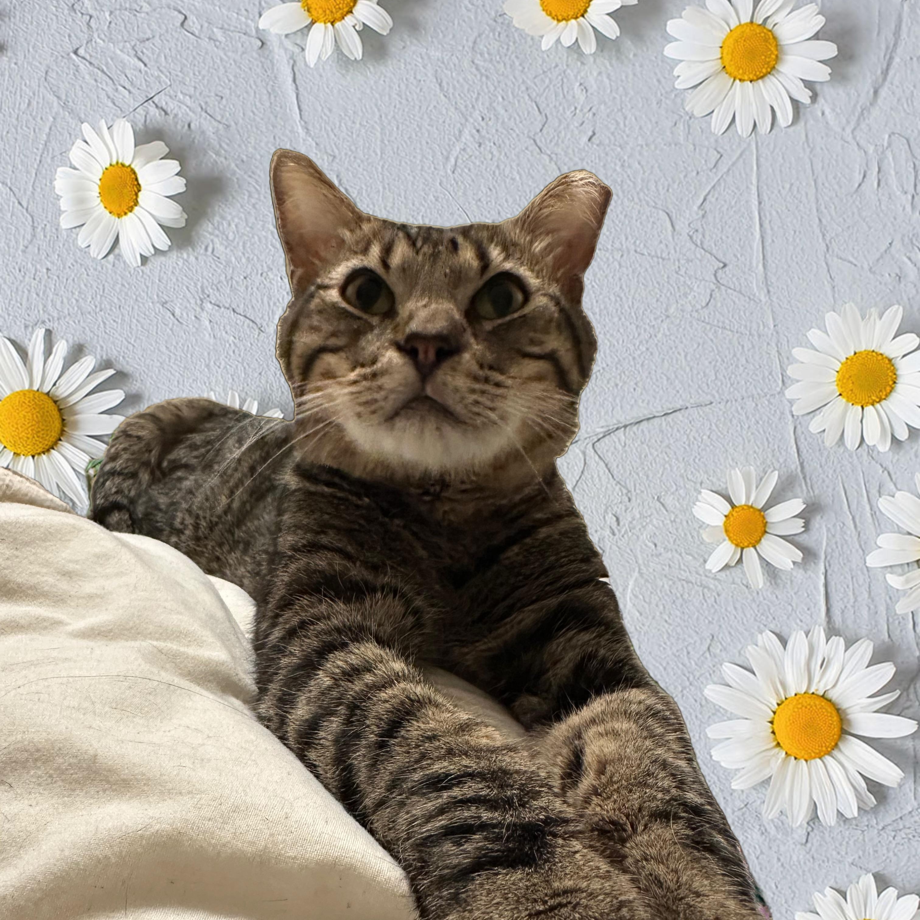 Charlie Brown, ADOPTABLE, Adult Male Domestic Short Hair.