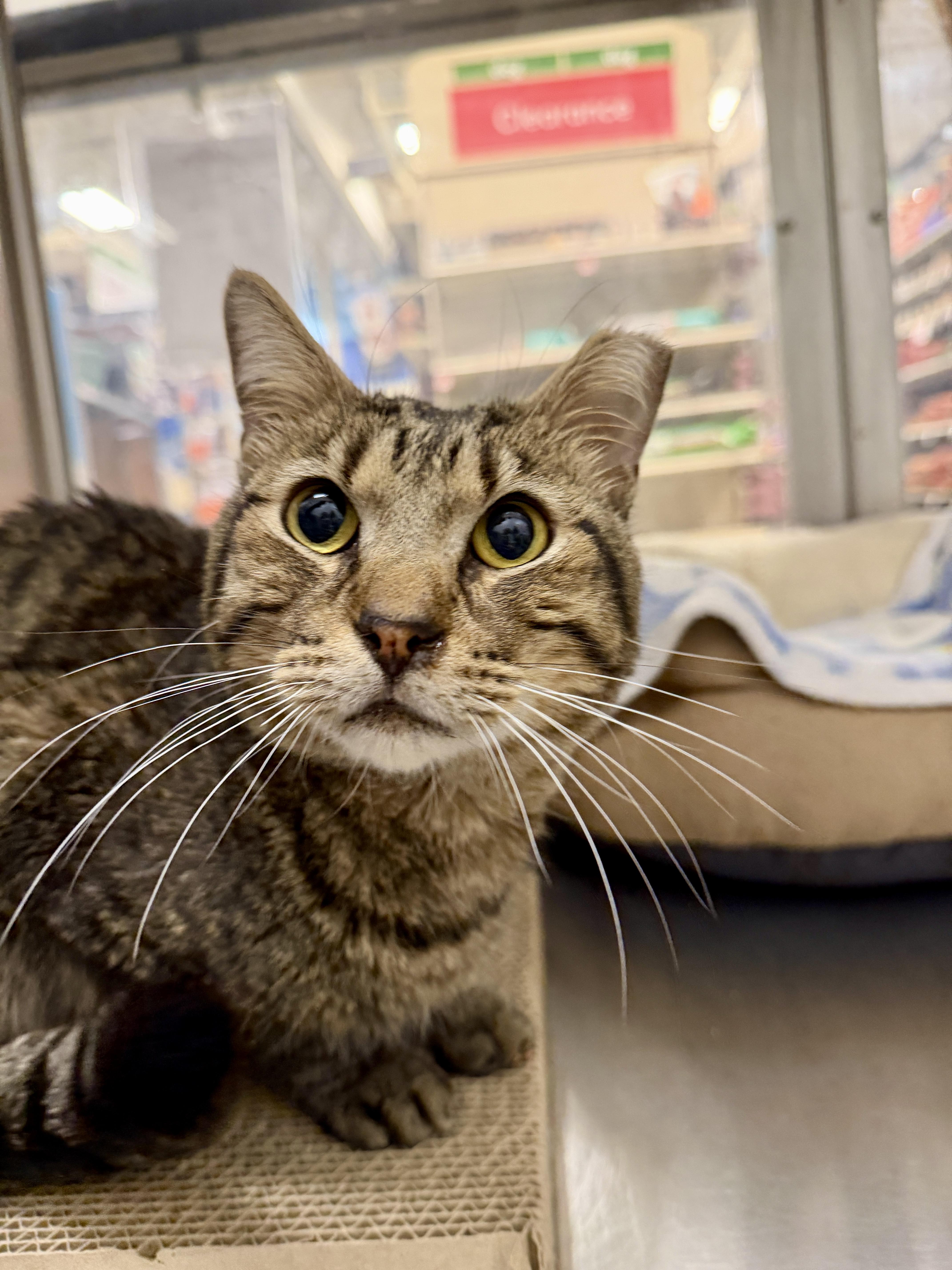 Enlarge Charlie Brown, a ADOPTABLE Domestic Short Hair in Chandler, AZ image 2/4