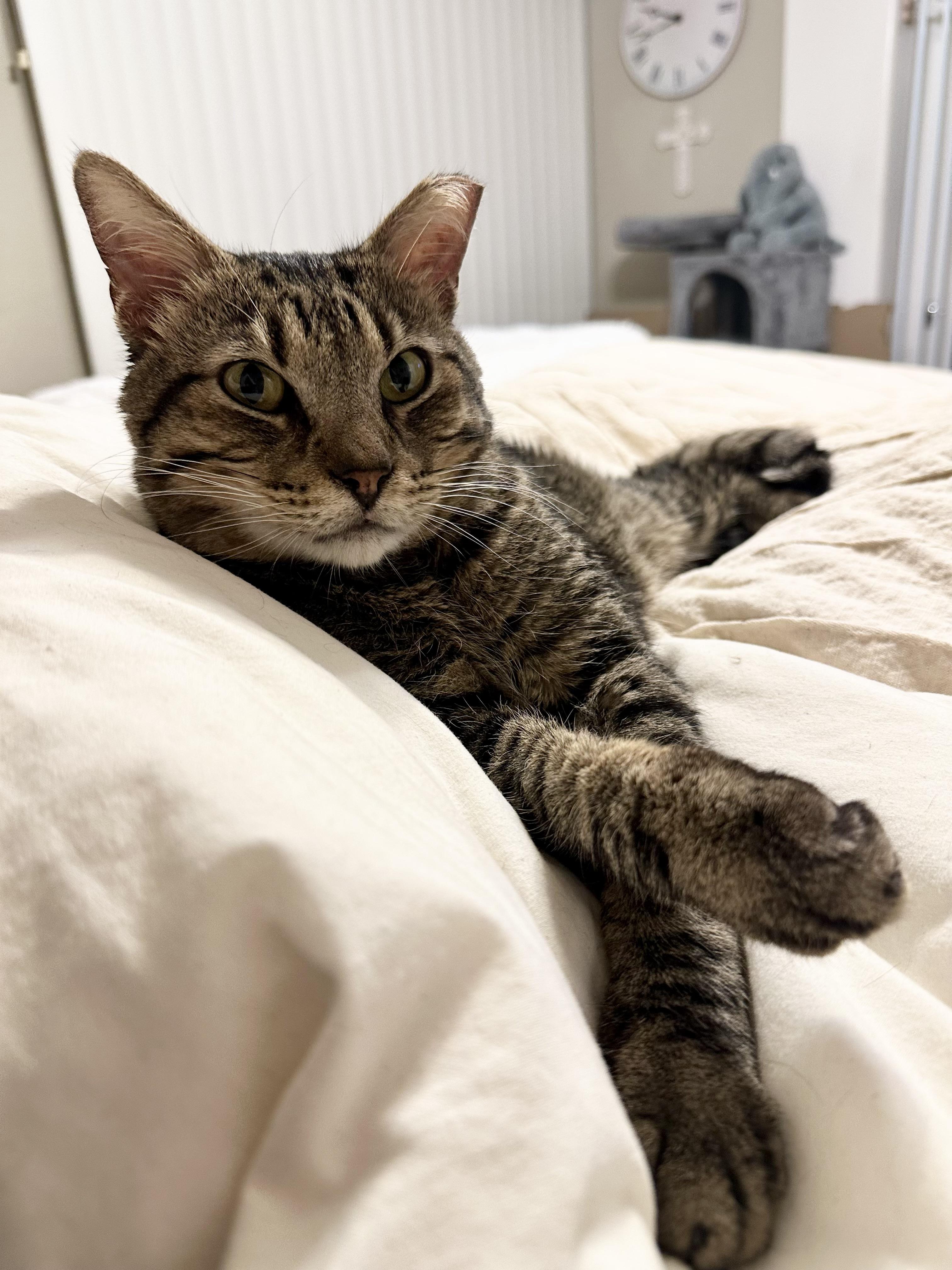 Enlarge Charlie Brown, an adopted Domestic Short Hair in Chandler, AZ image 4/5