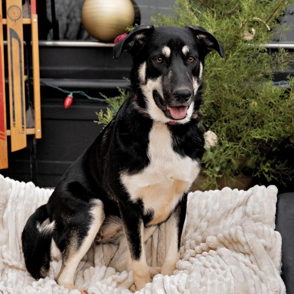 Enlarge Pipsqueak, a Adoptable German Shepherd Dog in Newcastle, OK image 1/1