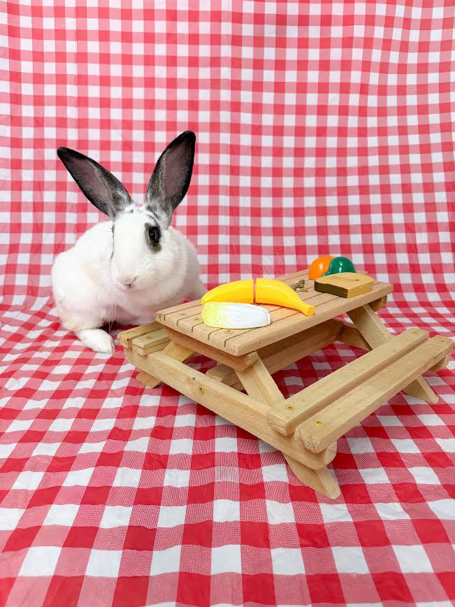Regina, ADOPTABLE, Adult Female Checkered Giant.