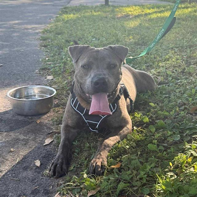 BRYAN, Adoptable, Young Male American Bulldog & Pit Bull Terrier.