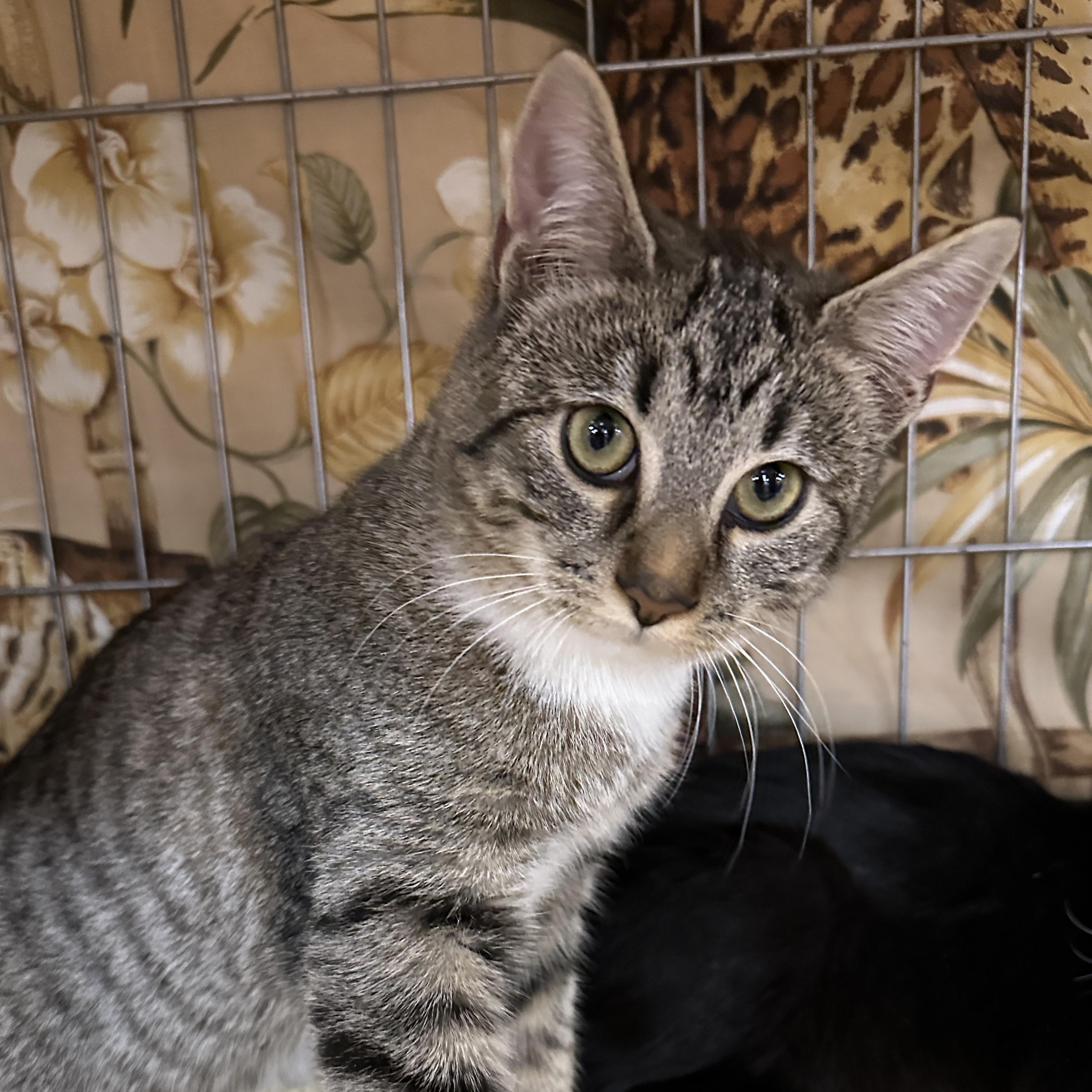 Kelli, ADOPTABLE, Young Female Tabby.