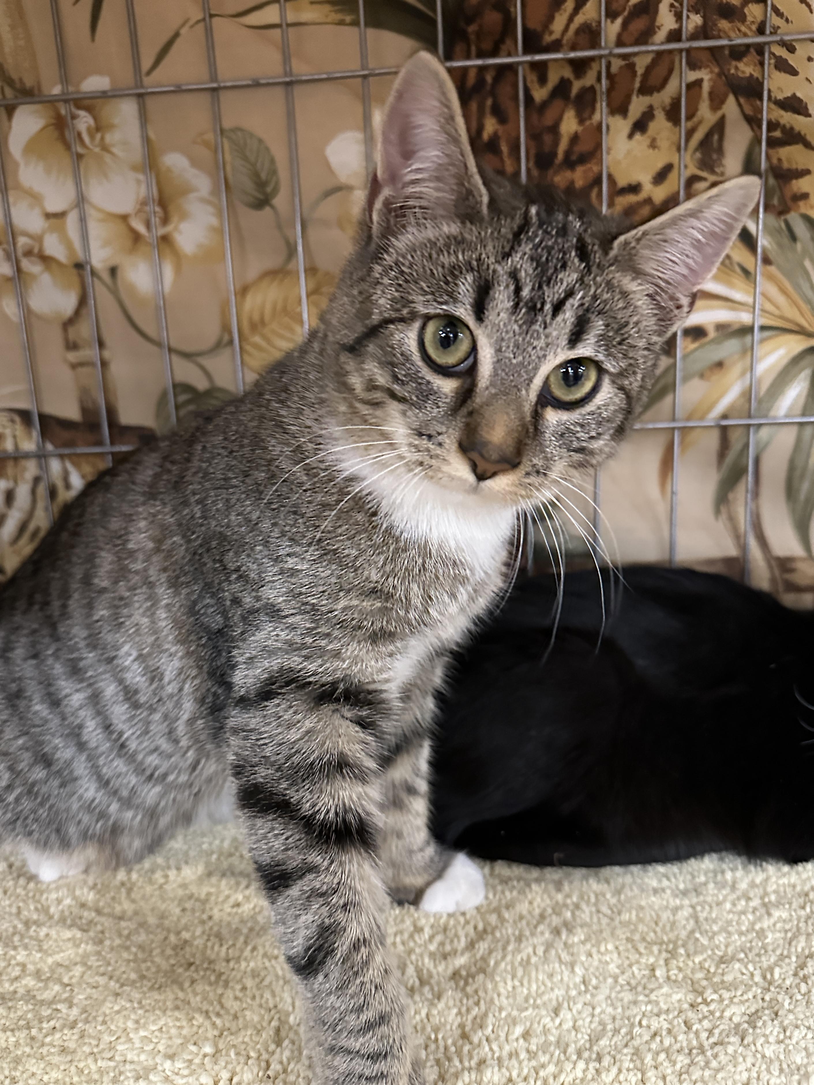 Enlarge Kelli, a ADOPTABLE Tabby in Baltimore, MD image 2/5