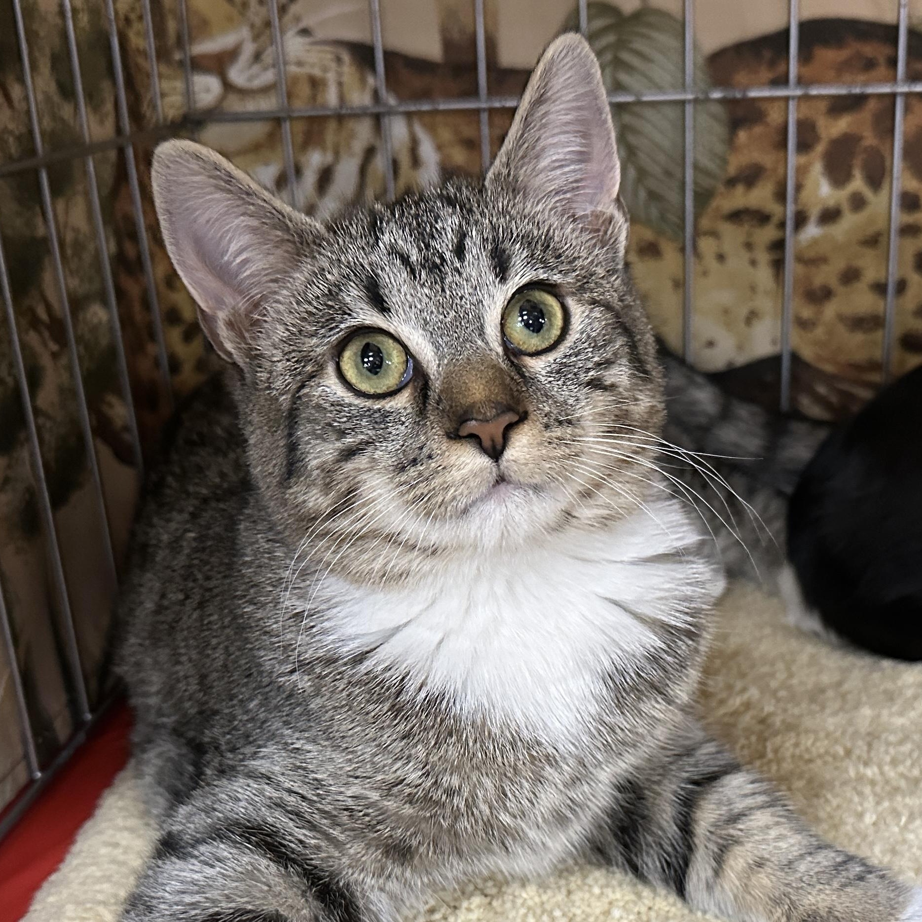 Enlarge Kelli, a ADOPTABLE Tabby in Baltimore, MD image 1/5