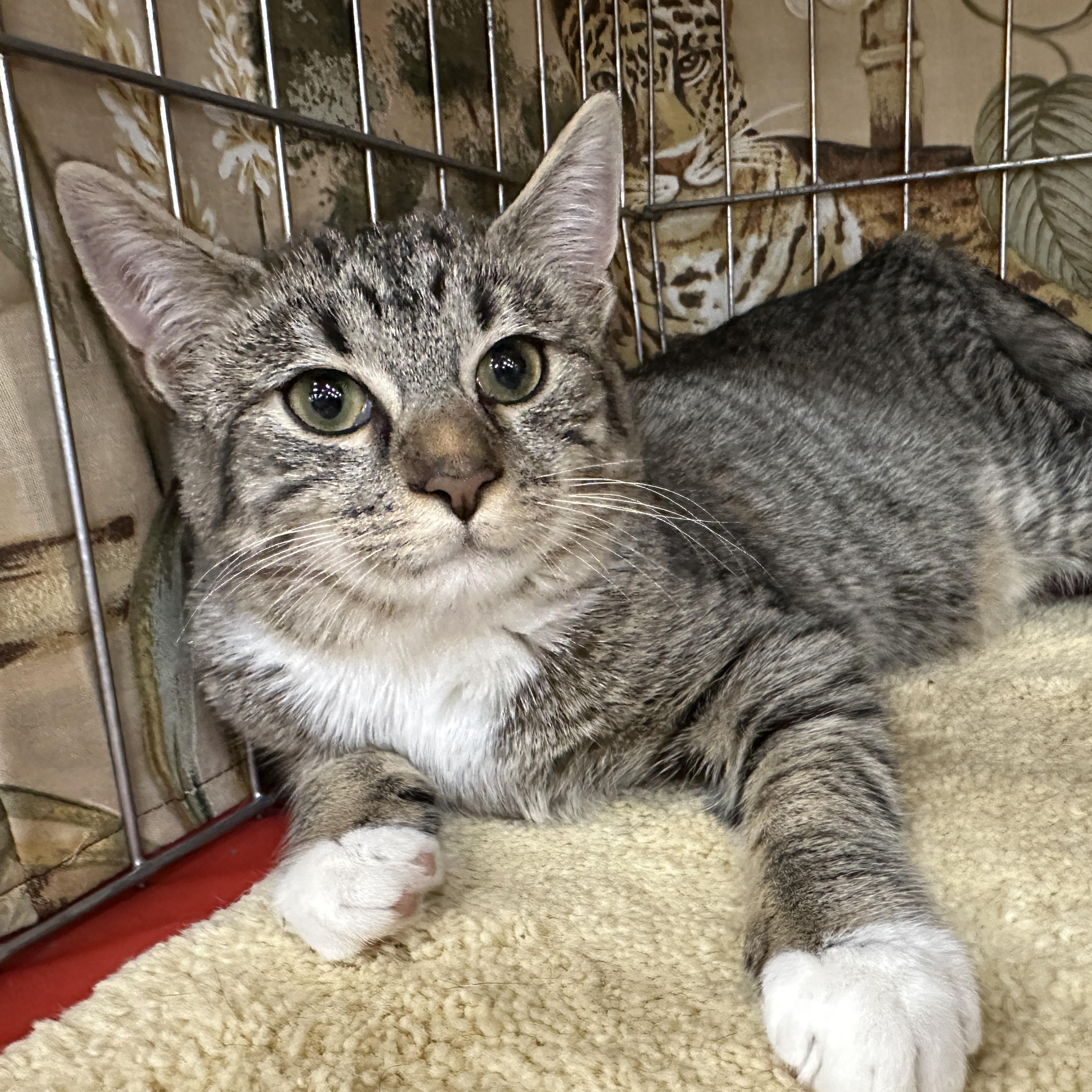 Enlarge Kelli, a ADOPTABLE Tabby in Baltimore, MD image 4/5