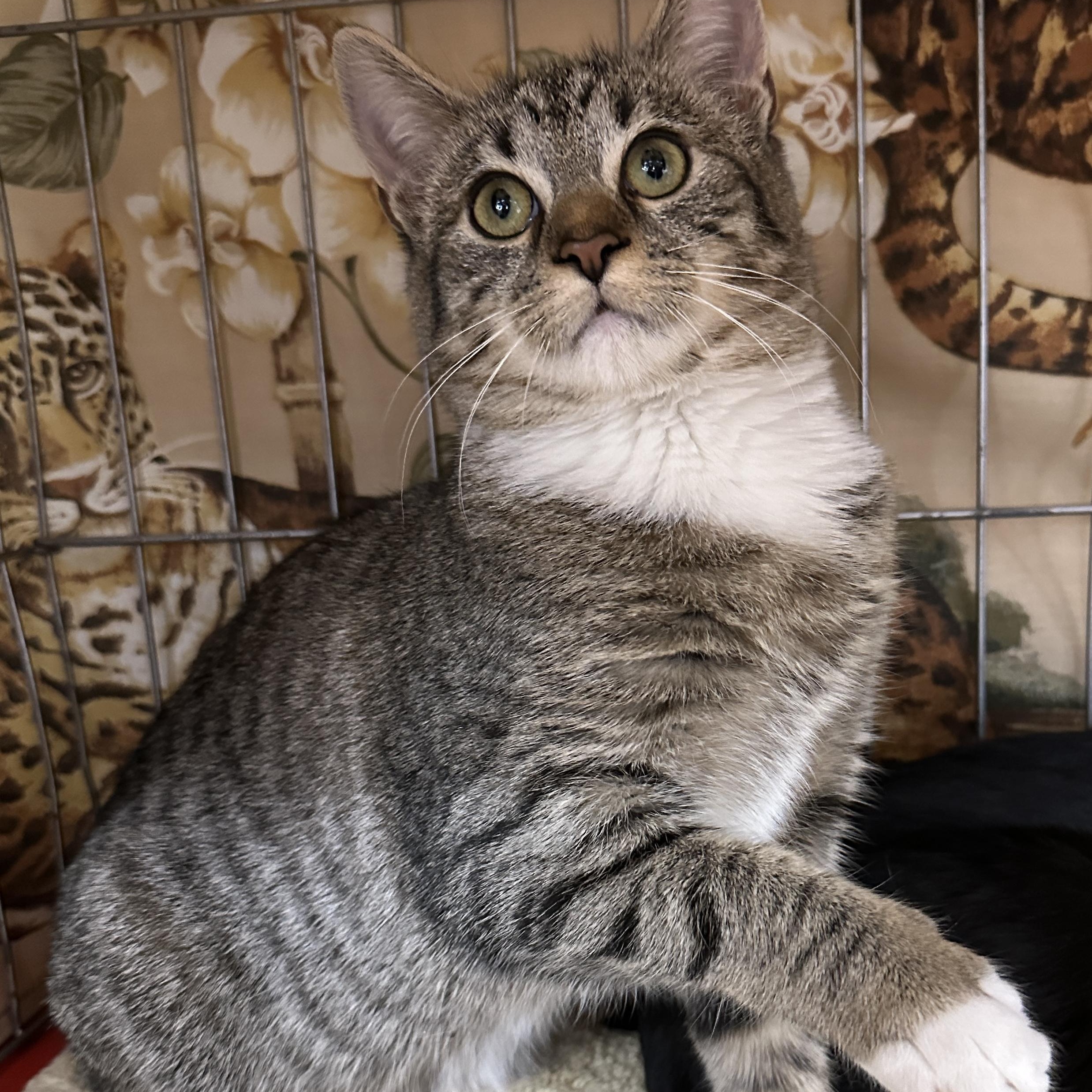 Enlarge Kelli, a ADOPTABLE Tabby in Baltimore, MD image 3/5