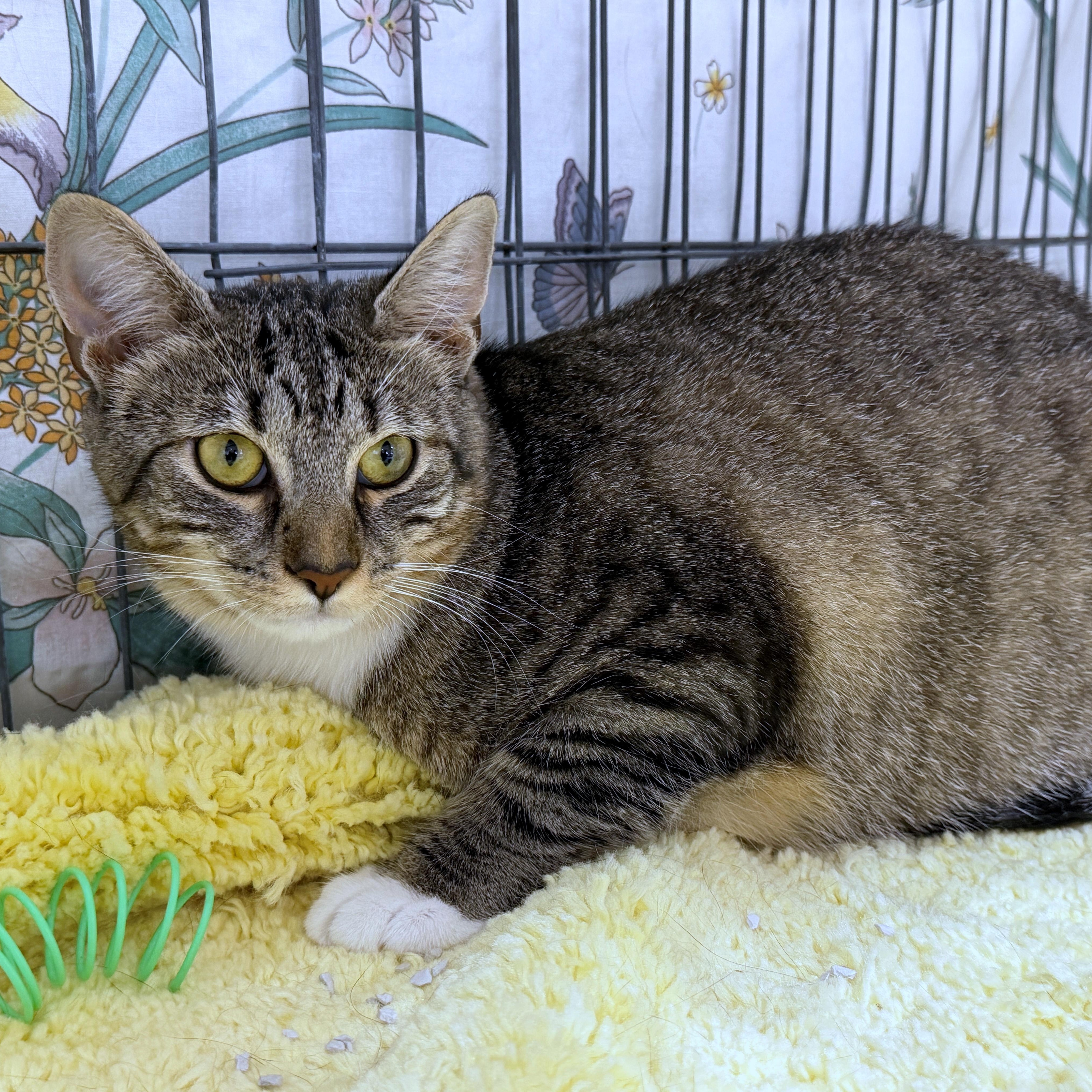 Enlarge Kelli, a Adoptable Tabby in Baltimore, MD image 3/6