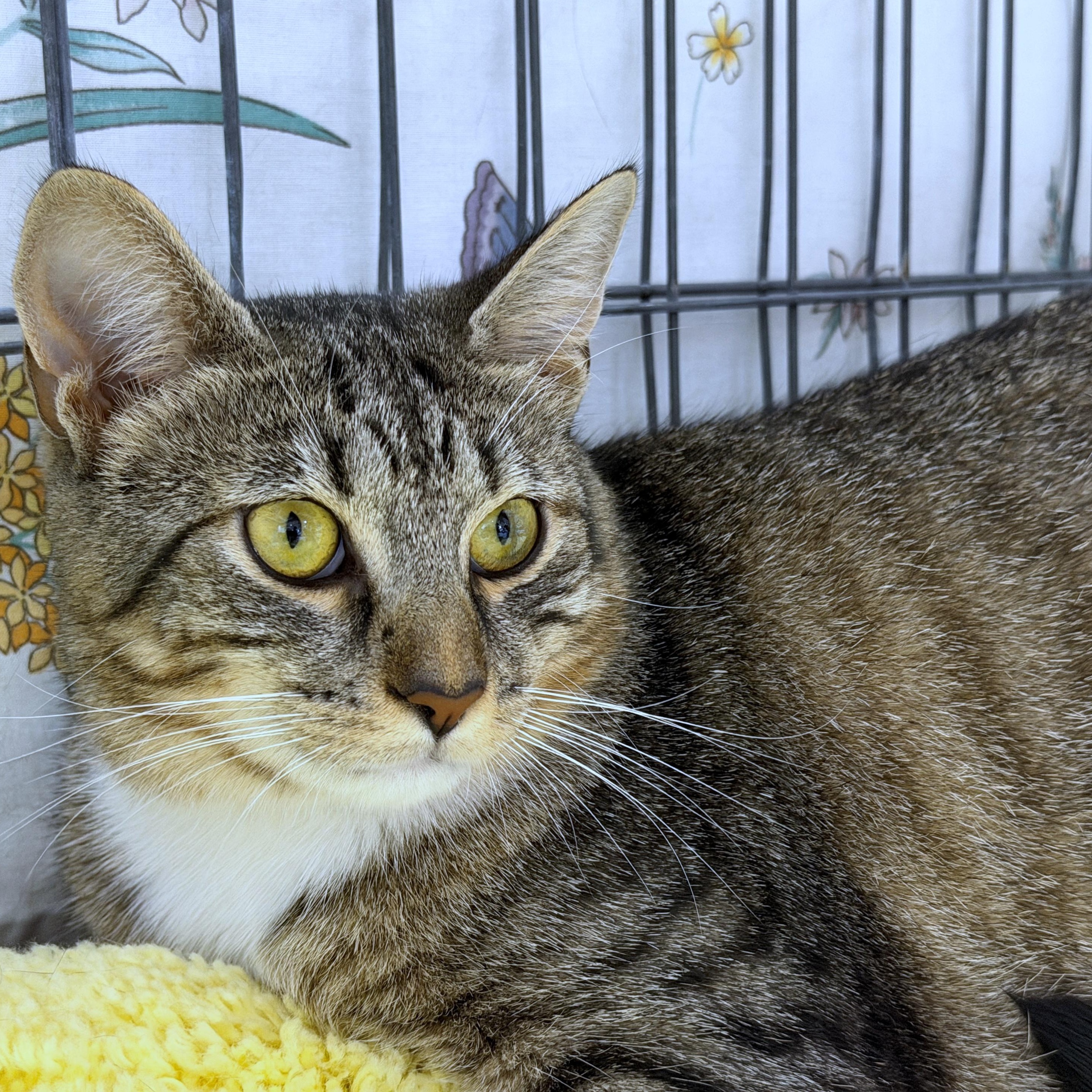 Kelli, Adoptable, Young Female Tabby.