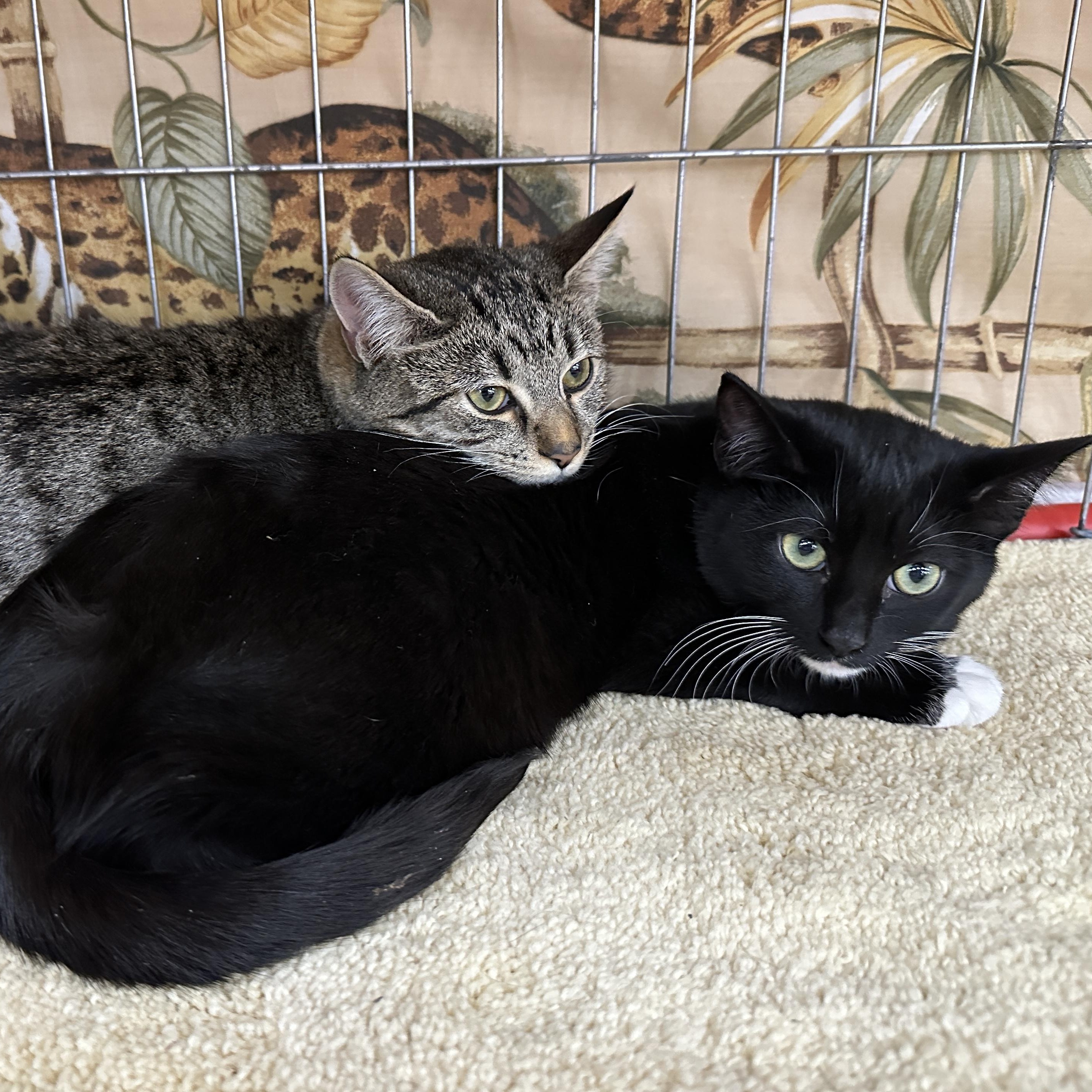 Enlarge Kelli, a ADOPTABLE Tabby in Baltimore, MD image 5/5