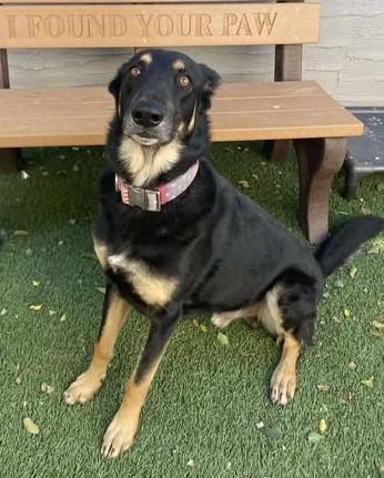 Gunner, a Adopted mixed breed in Chino Valley, AZ image 1/2