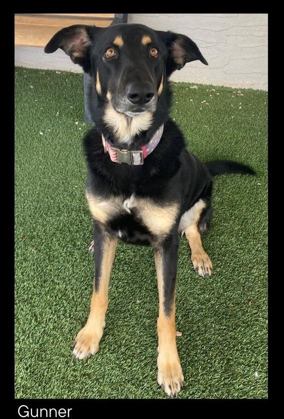 Enlarge Gunner, a Adopted mixed breed in Chino Valley, AZ image 1/2