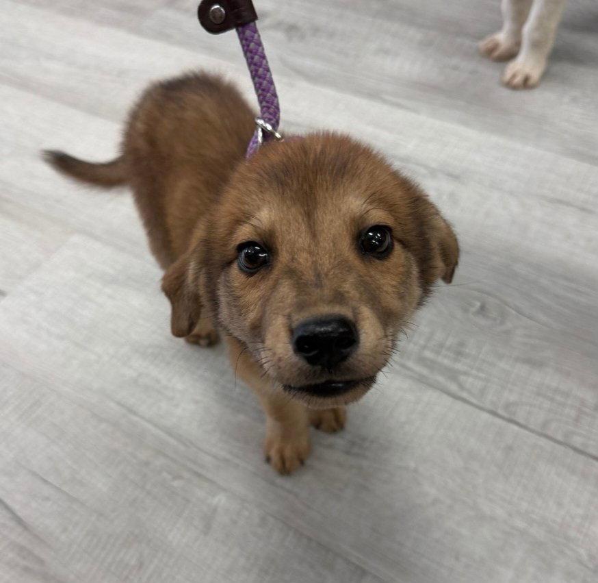 Enlarge Daisy, a Adopted mixed breed in Blairsville, GA image 1/2