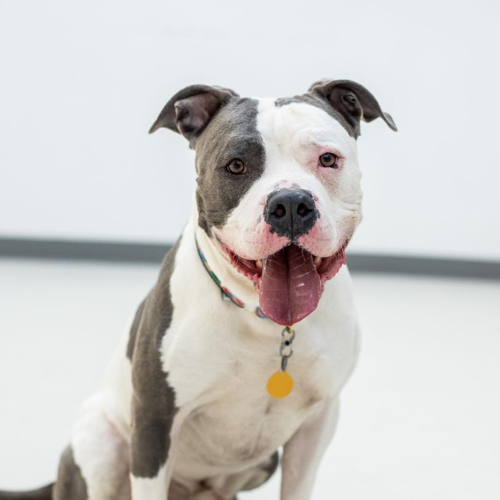 Texas, Adoptable, Adult Male Pit Bull Terrier.