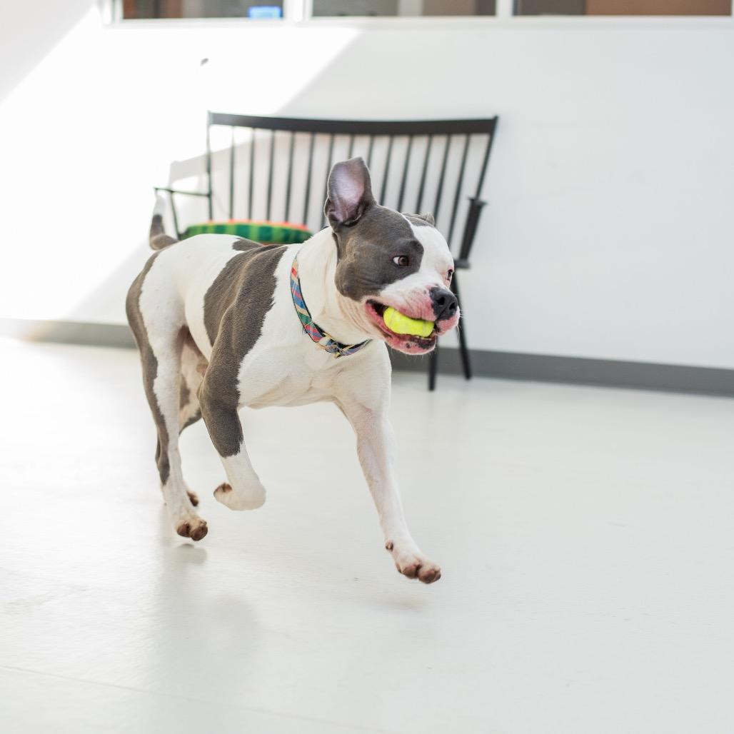 Enlarge Texas, a Adoptable Pit Bull Terrier in Warwick, RI image 2/6