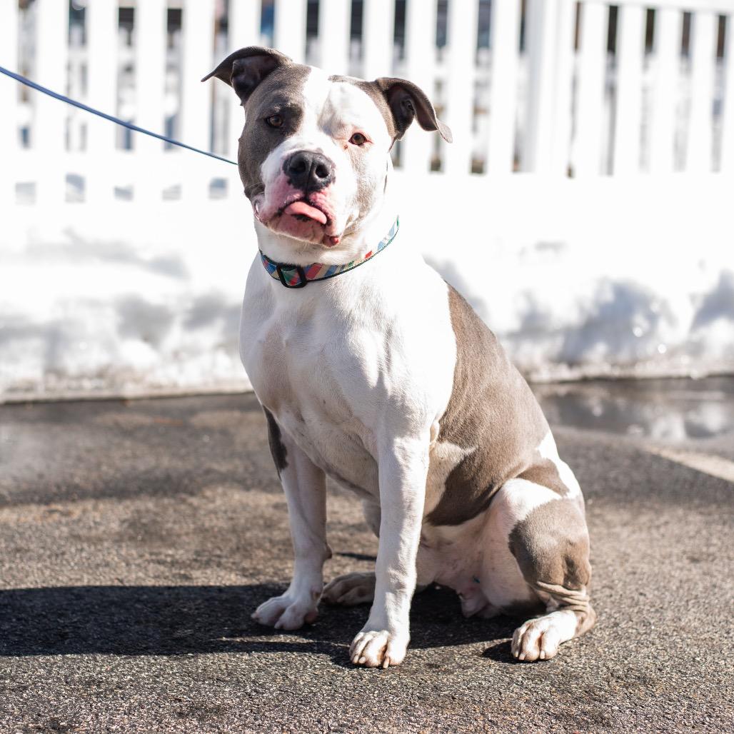 Enlarge Texas, a Adoptable Pit Bull Terrier in Warwick, RI image 3/6