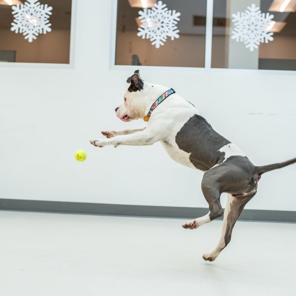 Enlarge Texas, a Adoptable Pit Bull Terrier in Warwick, RI image 4/6