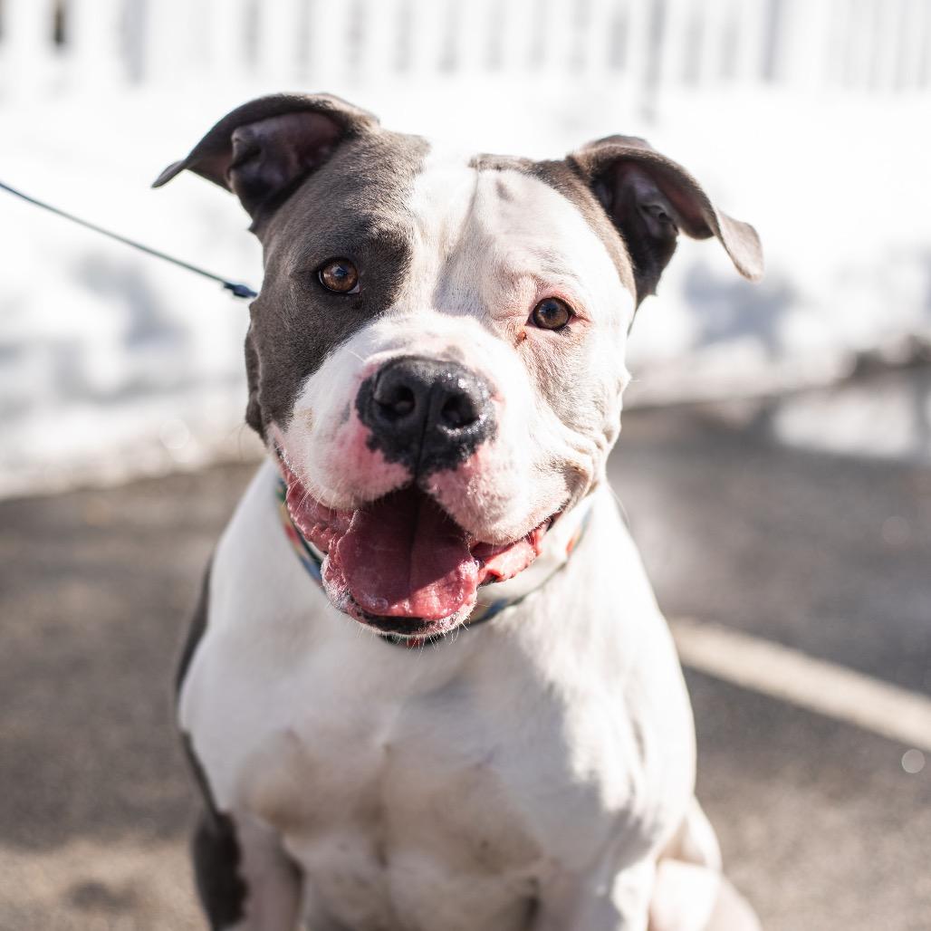 Enlarge Texas, a Adoptable Pit Bull Terrier in Warwick, RI image 5/6