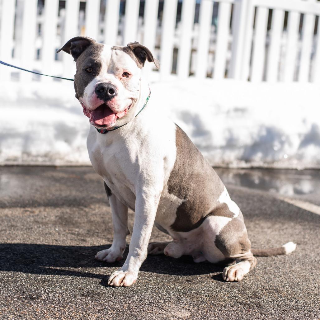 Enlarge Texas, a Adoptable Pit Bull Terrier in Warwick, RI image 6/6