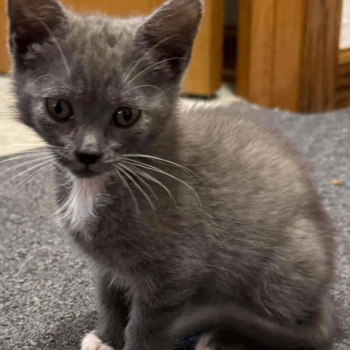 Enlarge Claus, a Adoptable Domestic Short Hair in Geneseo, IL image 1/1