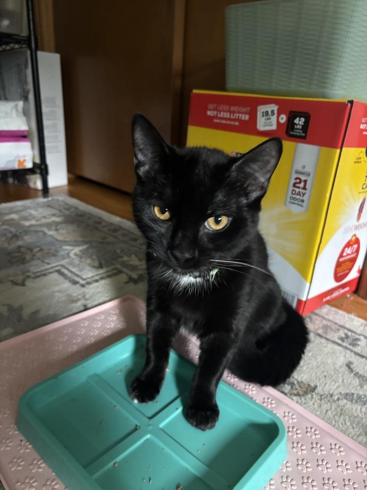 EMERIL, Adoptable, Young Male Domestic Short Hair.