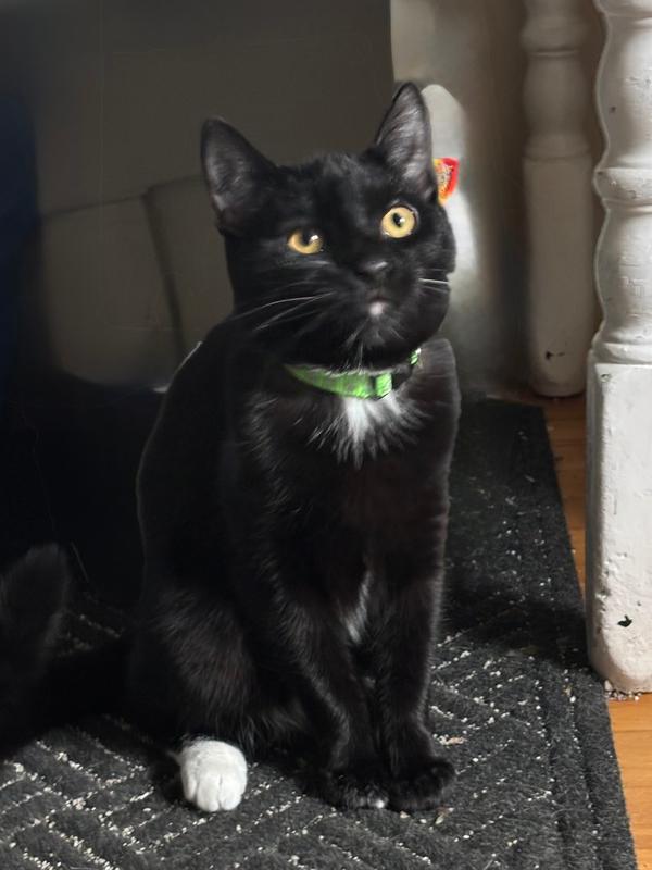 Enlarge EMERIL, a Adoptable Domestic Short Hair in New Woodstock, NY image 2/2