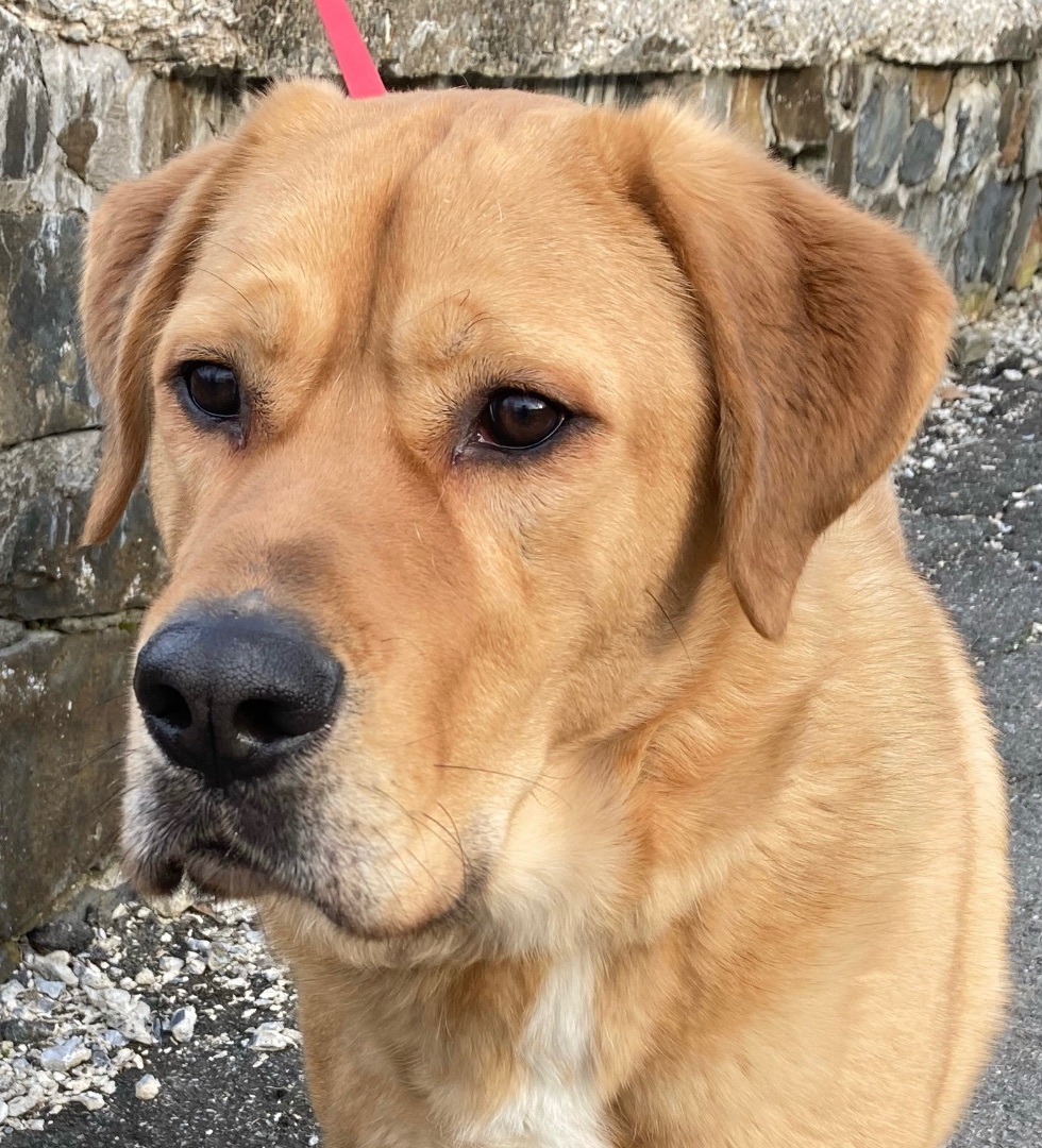 Simba, Adult Male Anatolian Shepherd