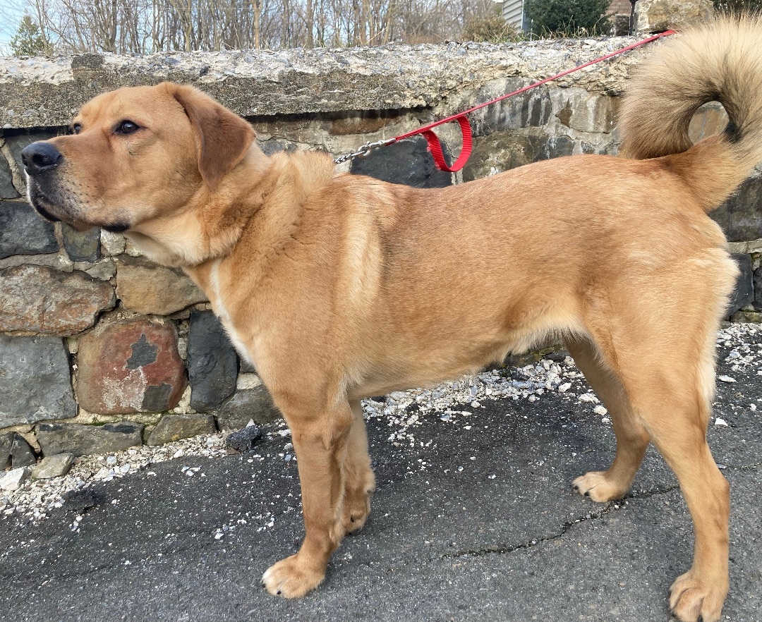 Simba, a Adoptable Anatolian Shepherd in Limekiln, PA image 2/8