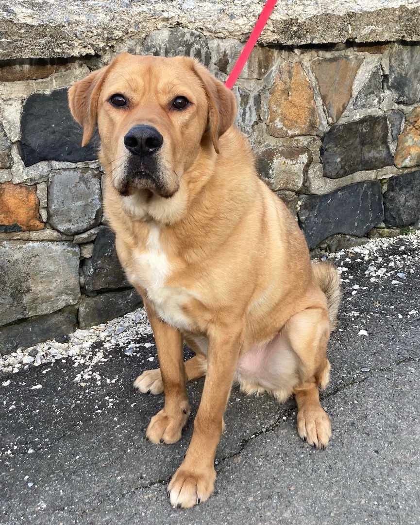 Simba, a Adoptable Anatolian Shepherd in Limekiln, PA image 3/8