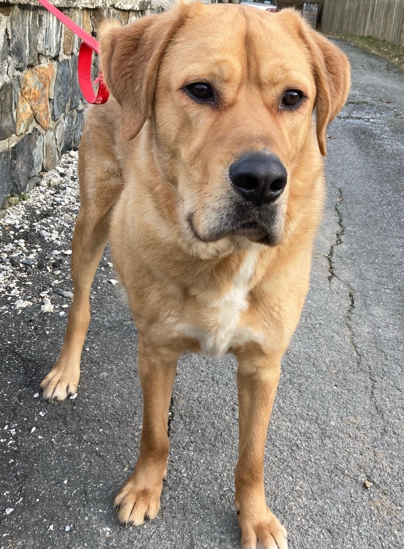 Simba, a Adoptable Anatolian Shepherd in Limekiln, PA image 4/8