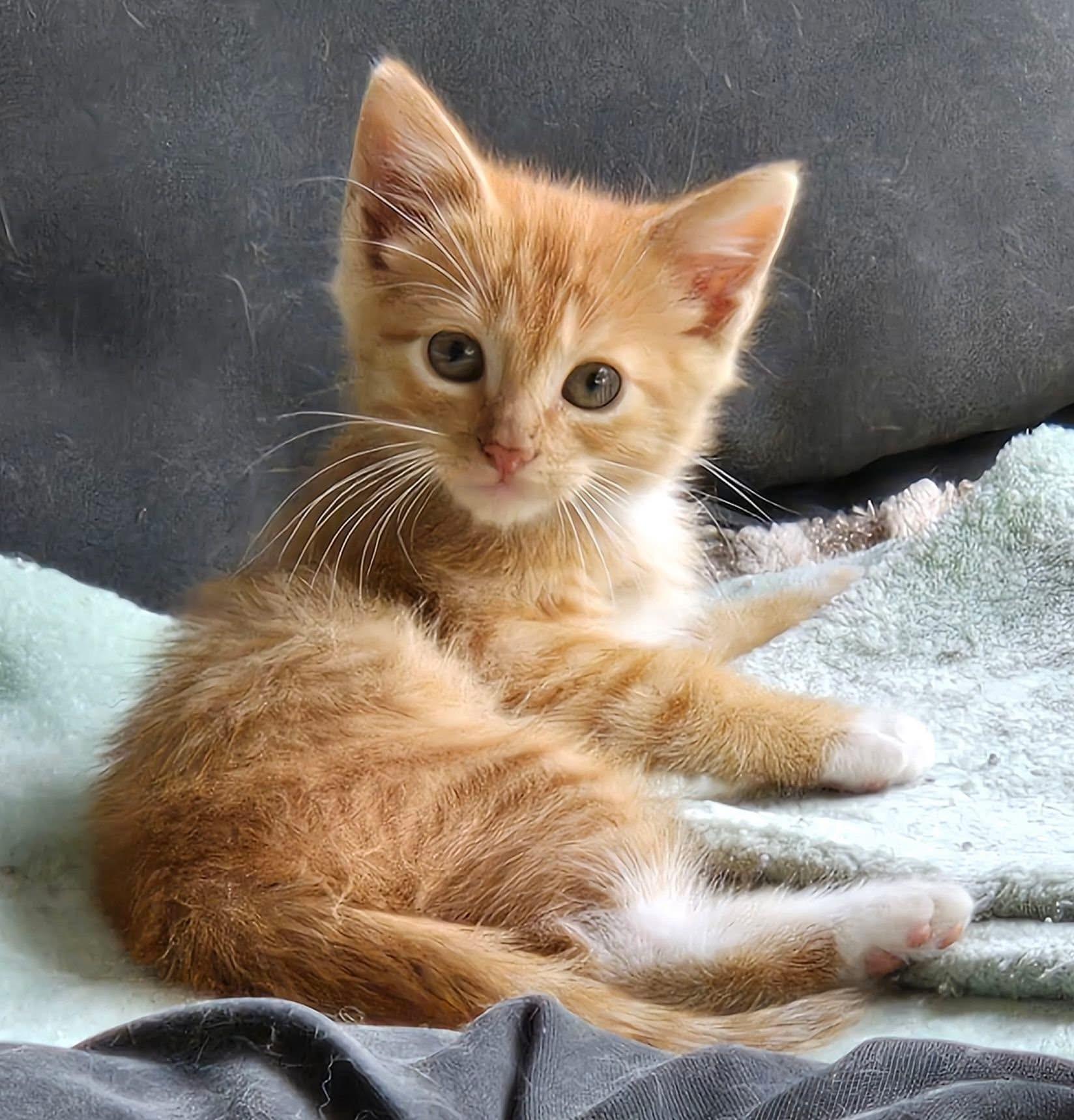Enlarge ROO, an adopted American Shorthair in Grand Prairie, TX image 1/1
