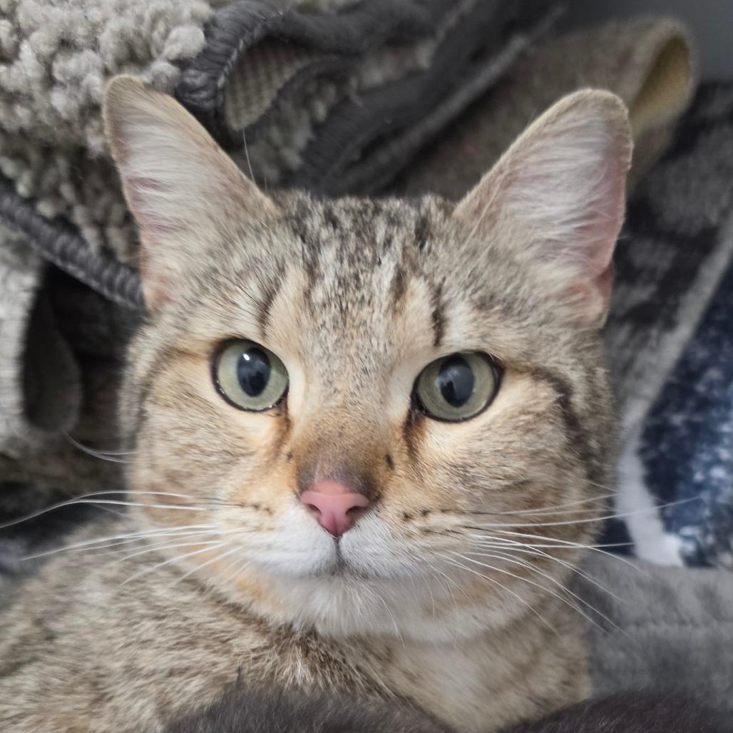 Mary Jane (MJ), Adoptable, Adult Female Domestic Short Hair.