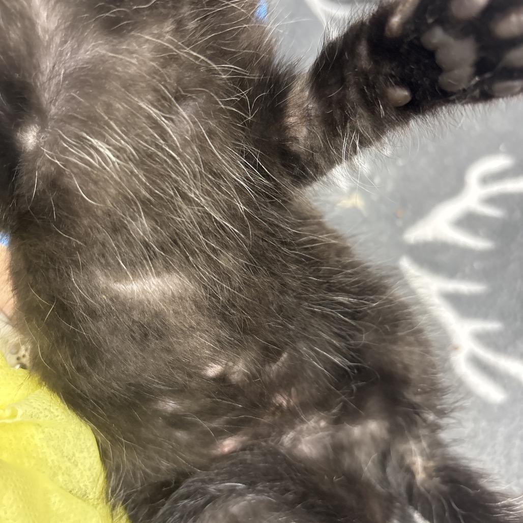Spanky, Adoptable, Kitten Male Domestic Short Hair.