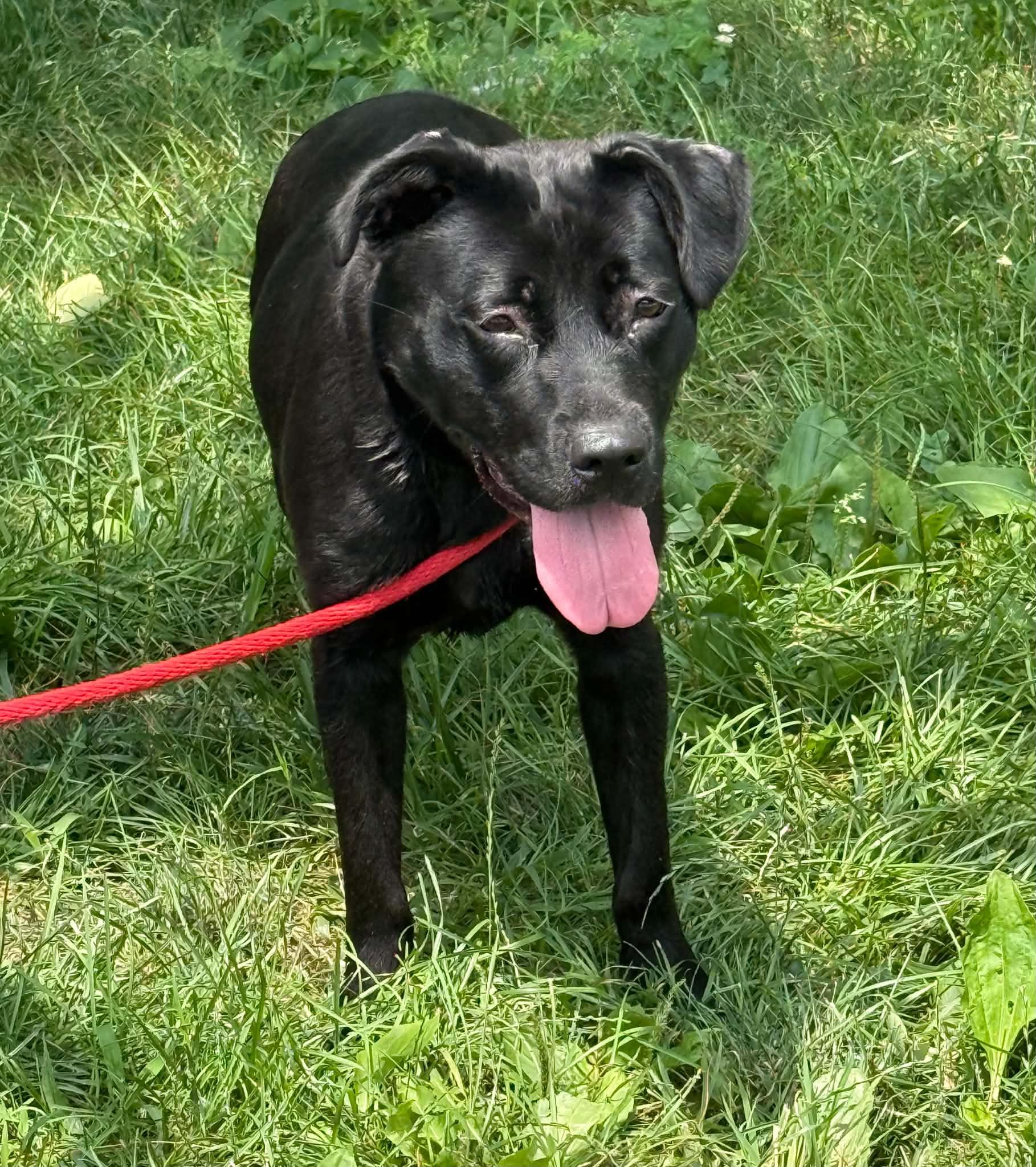 Eclipse, adopted, Young Female Labrador Retriever.