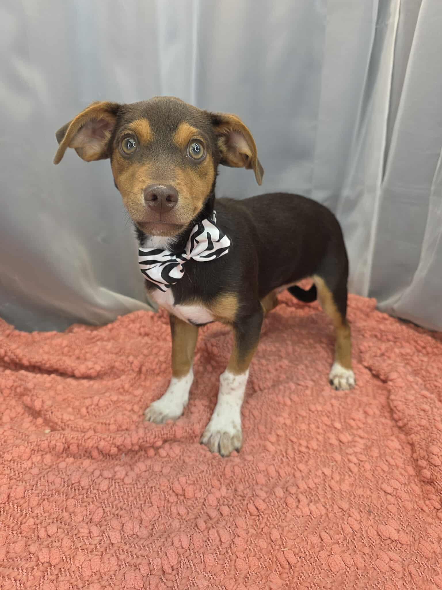 Enlarge Kellen, an adopted mixed breed in Wanaque, NJ image 2/6