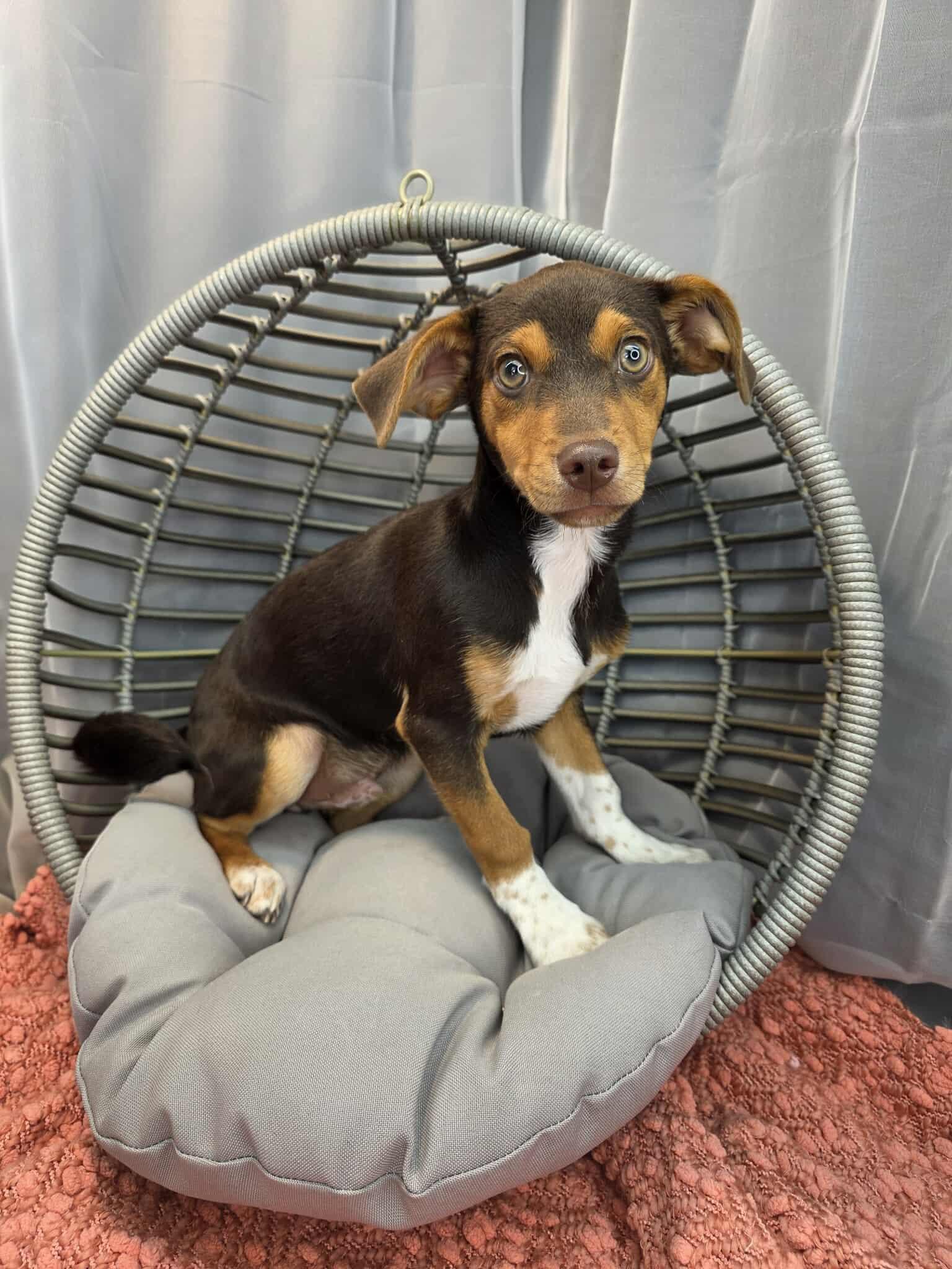 Enlarge Kellen, an adopted mixed breed in Wanaque, NJ image 6/6