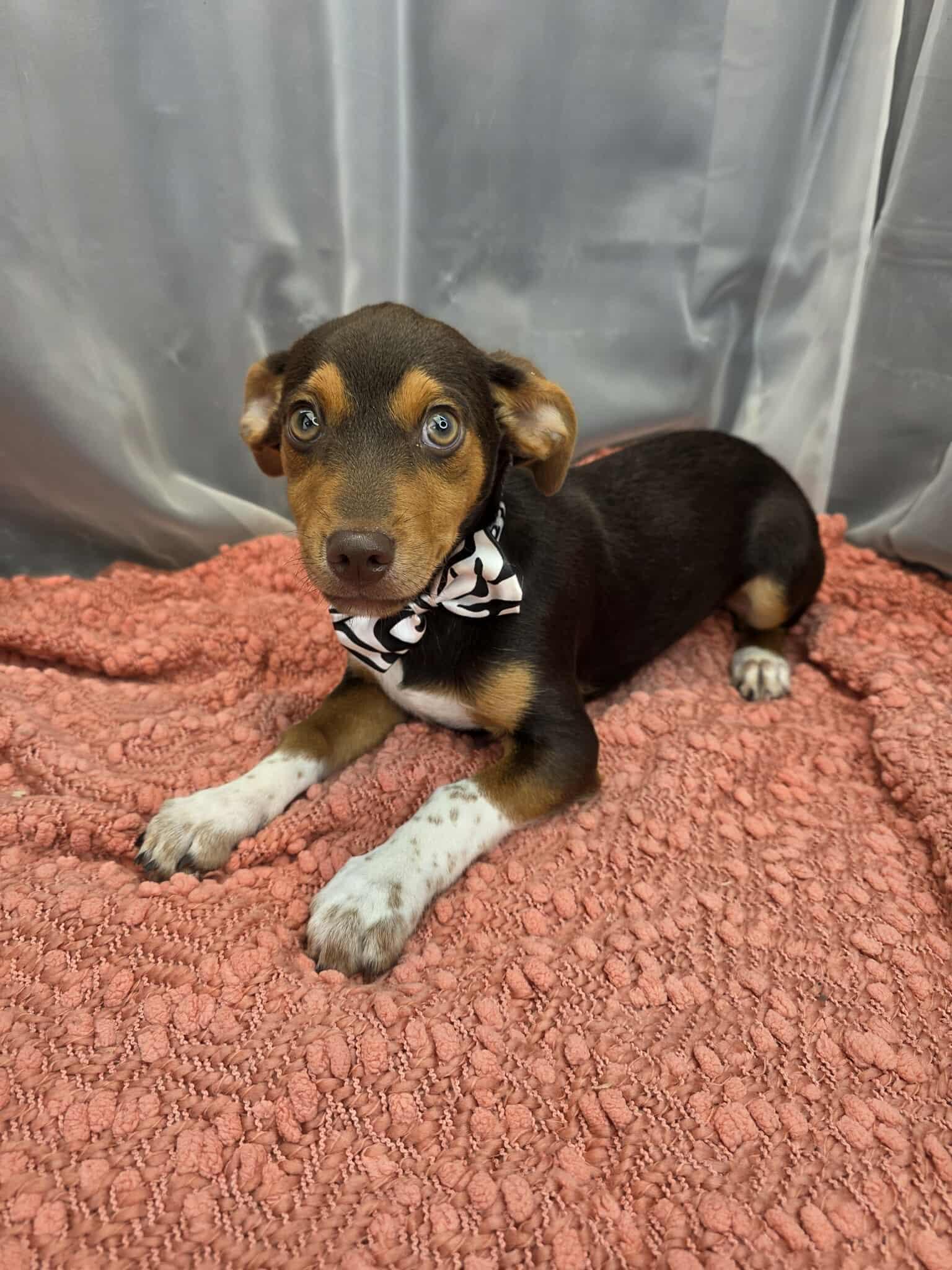 Enlarge Kellen, an adopted mixed breed in Wanaque, NJ image 4/6