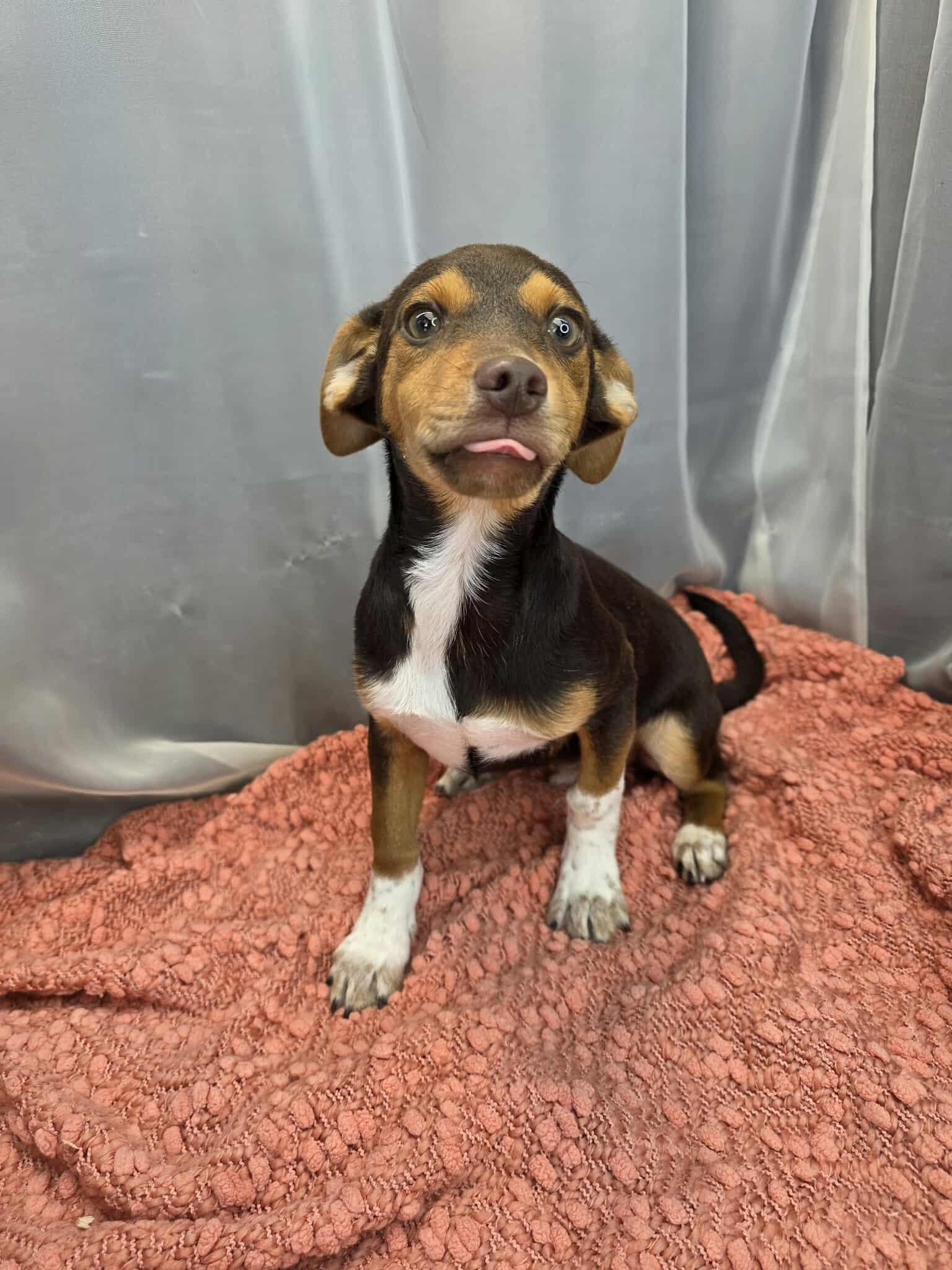 Kellen, adopted, Puppy Male Rat Terrier & Beagle.