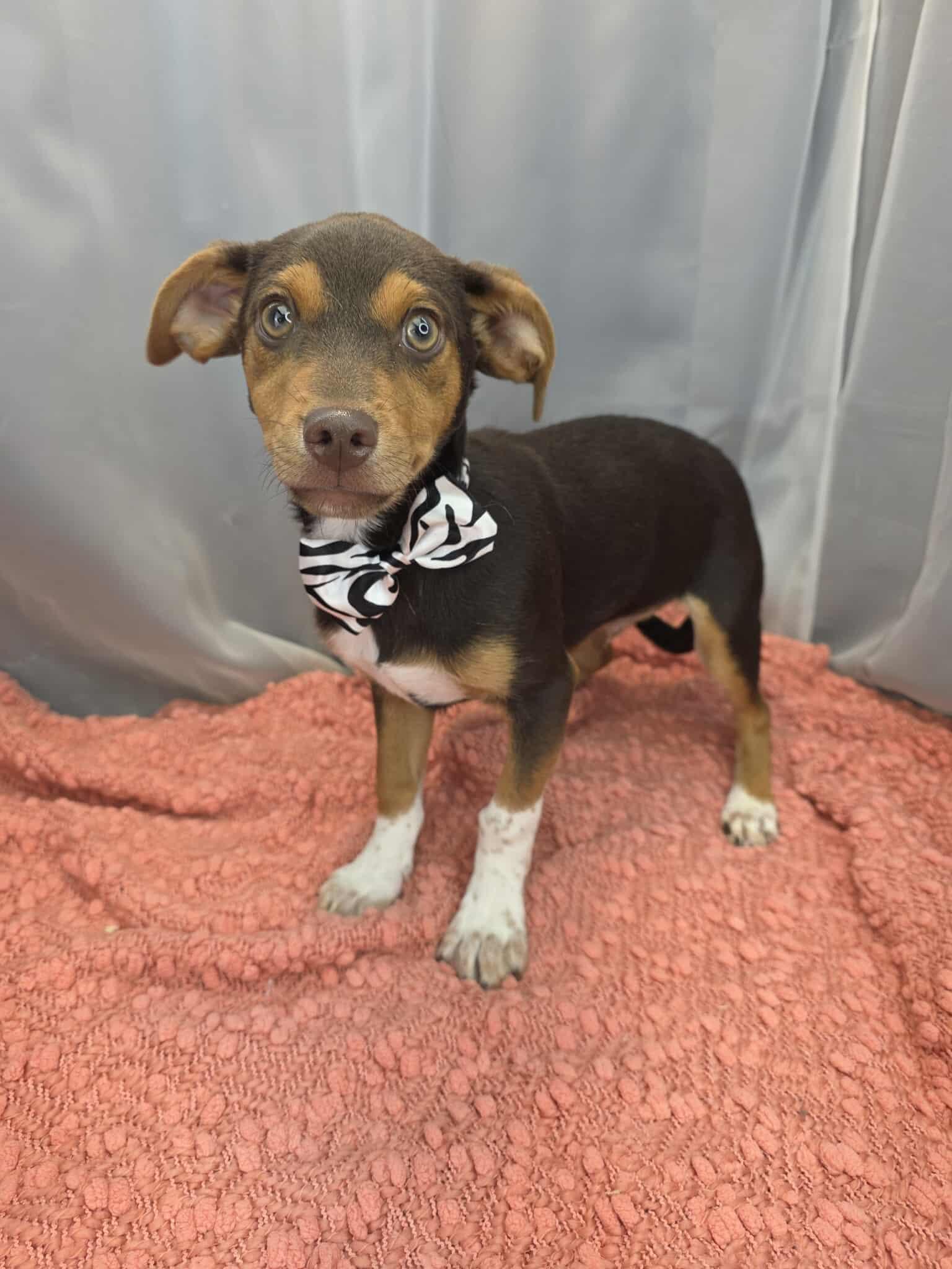Enlarge Kellen, an adopted mixed breed in Wanaque, NJ image 5/6