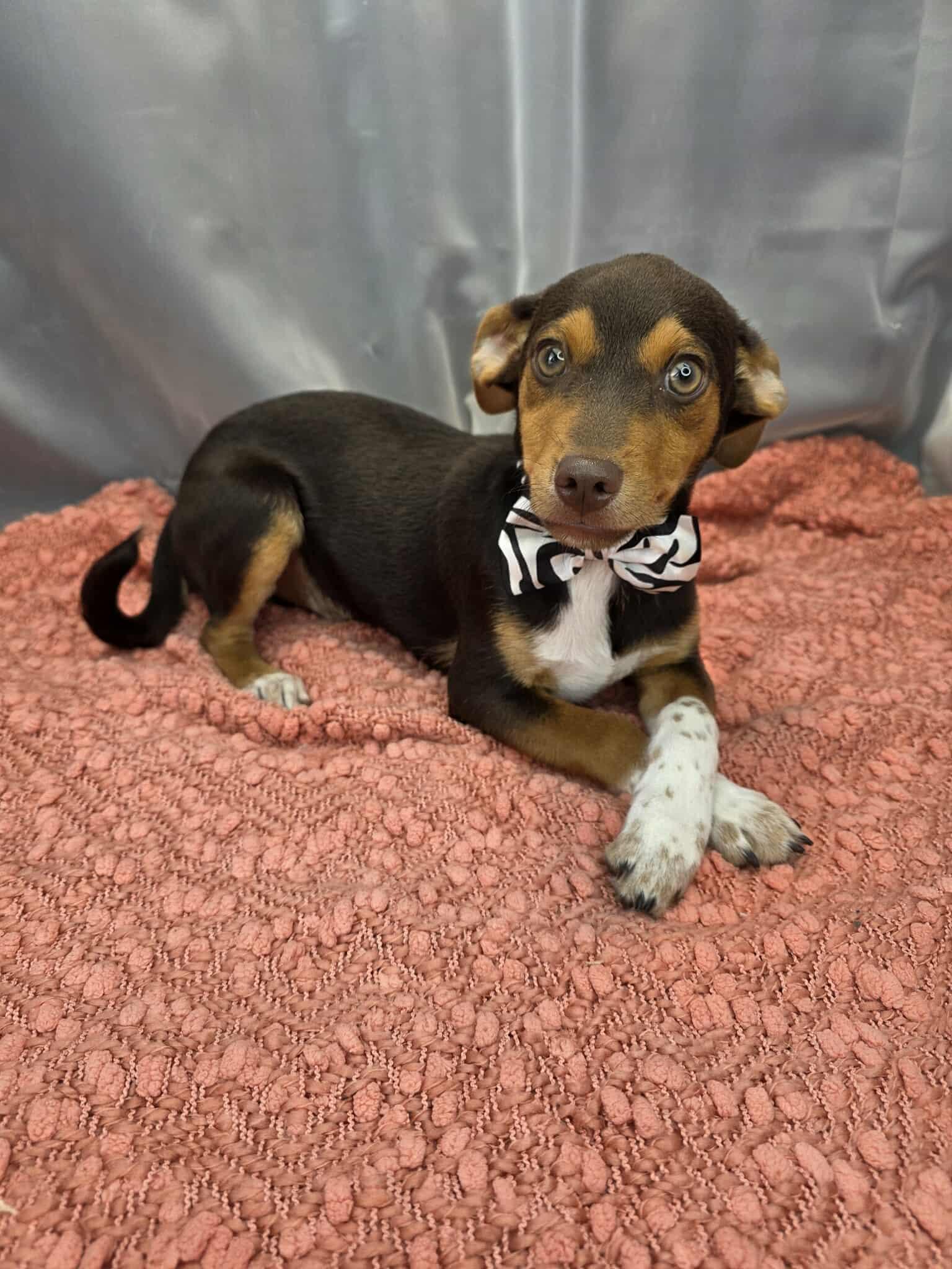 Enlarge Kellen, an adopted mixed breed in Wanaque, NJ image 3/6