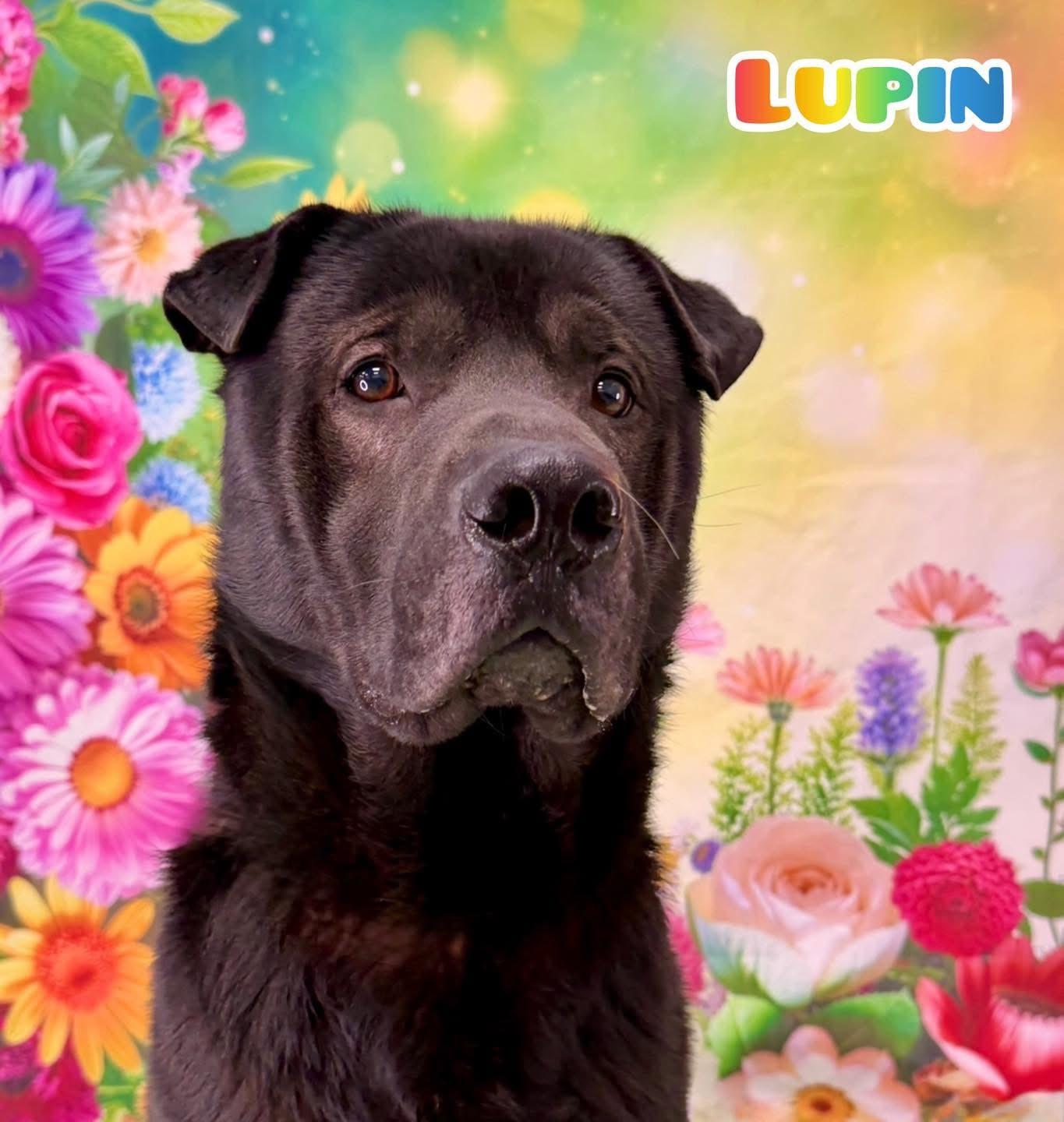 Enlarge Lupin, a ADOPTABLE mixed breed in Flint, MI image 1/1