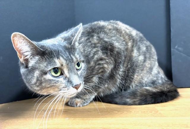 Enlarge Tina Louise, an adopted Domestic Short Hair in Hawk Point, MO image 2/4